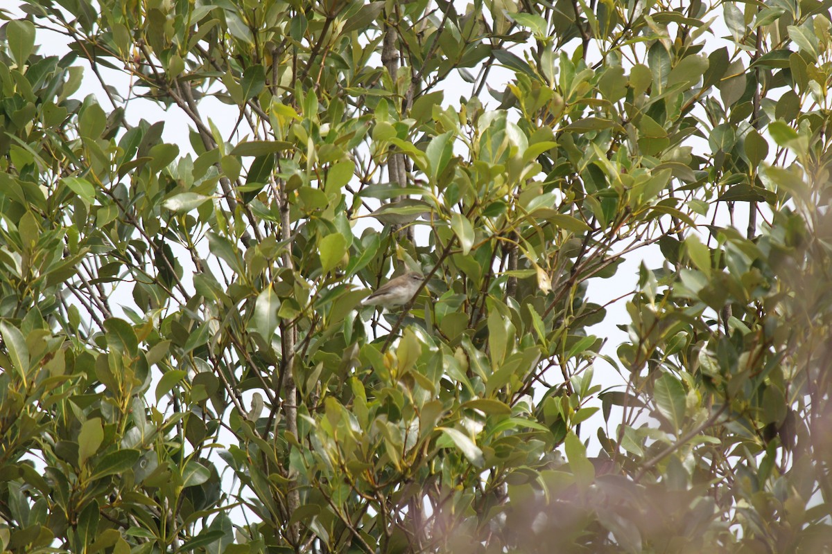 Gérygone des mangroves - ML616354784