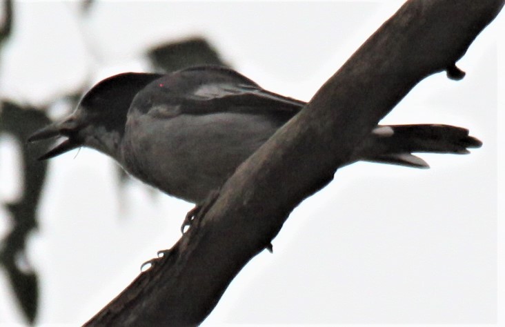 Gray Butcherbird - ML616354796