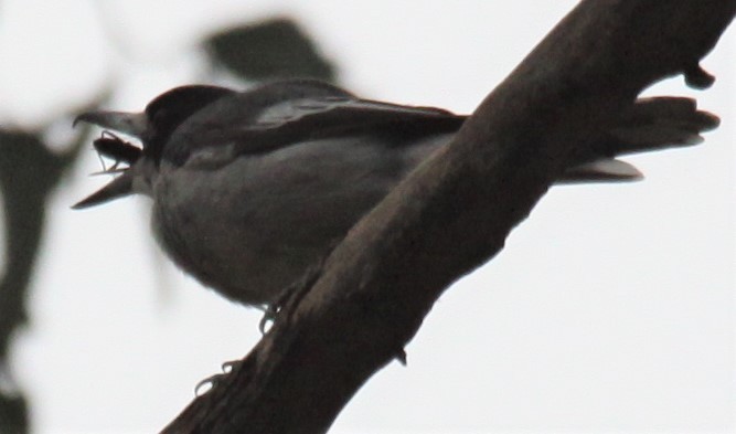 Gray Butcherbird - ML616354802