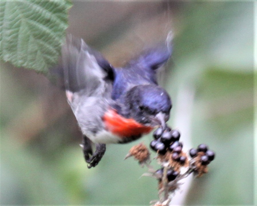 Mistletoebird - Richard Shirky
