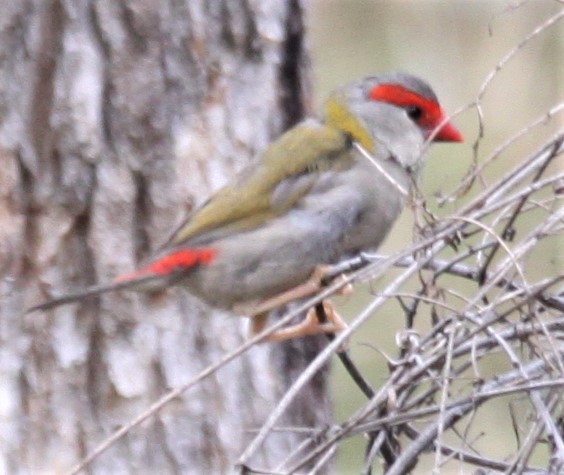 Red-browed Firetail - ML616354844
