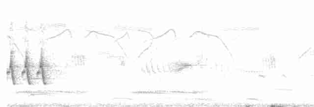 Striated Grassbird - ML616354877