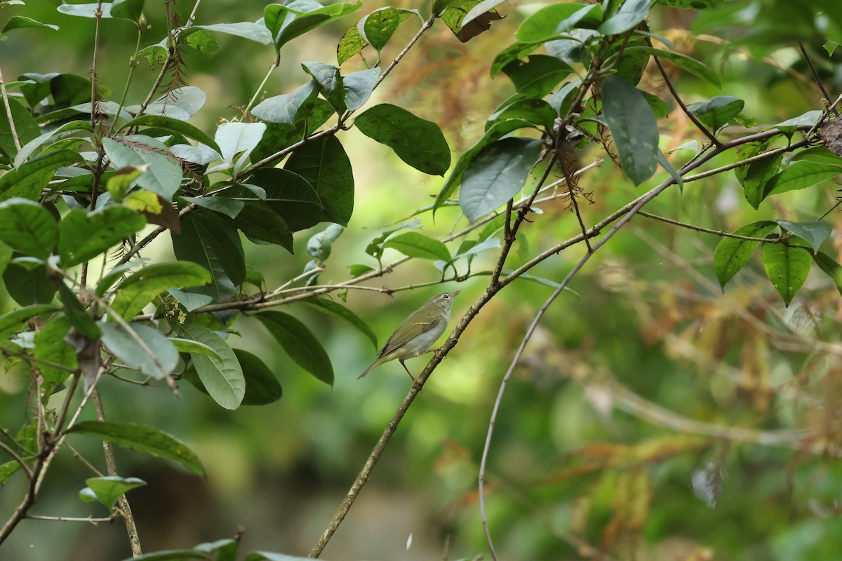 Ijima's Leaf Warbler - ML616355111
