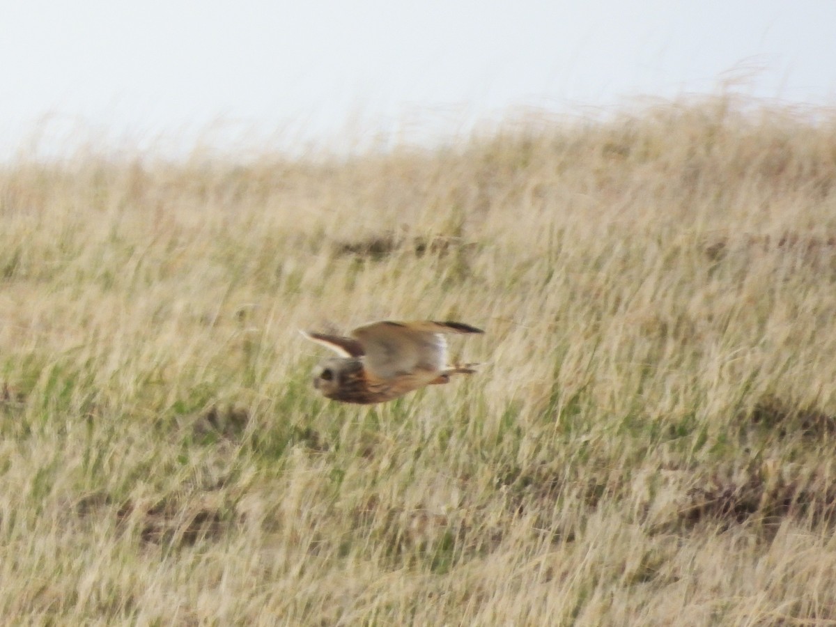 Short-eared Owl - Nick Komar