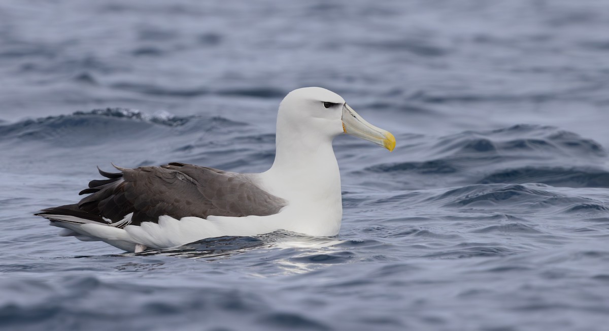 White-capped Albatross (steadi) - ML616355148