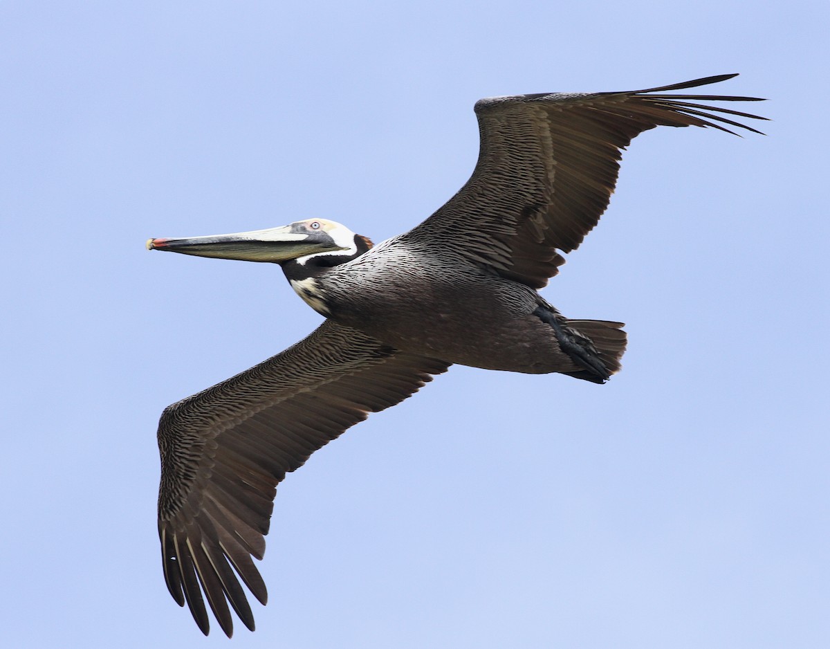 pelikán hnědý (ssp. californicus) - ML616355151
