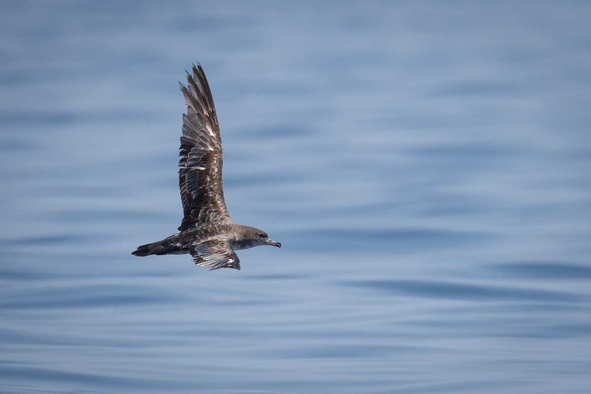Pink-footed Shearwater - Moises Rodriguez