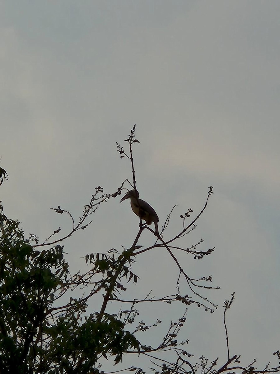 Indian Gray Hornbill - ML616355324