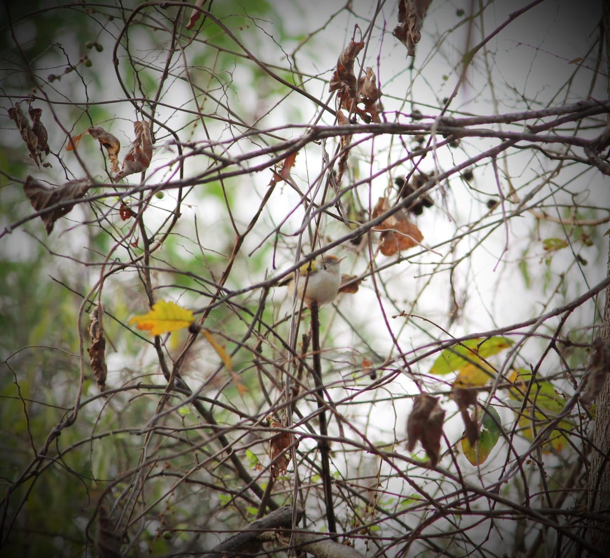Common Tailorbird - Deepak Meena