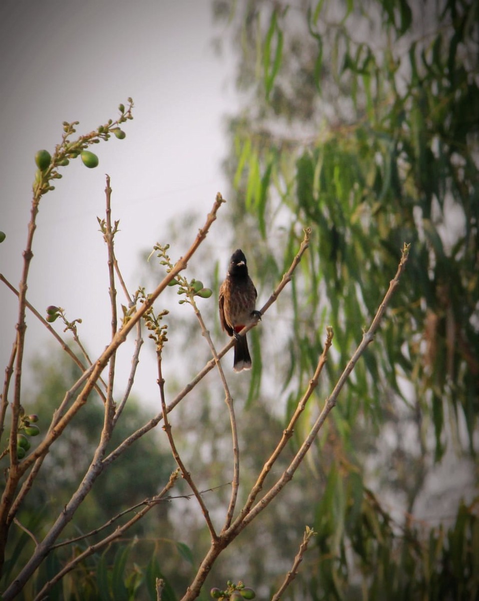 Red-vented Bulbul - ML616355359