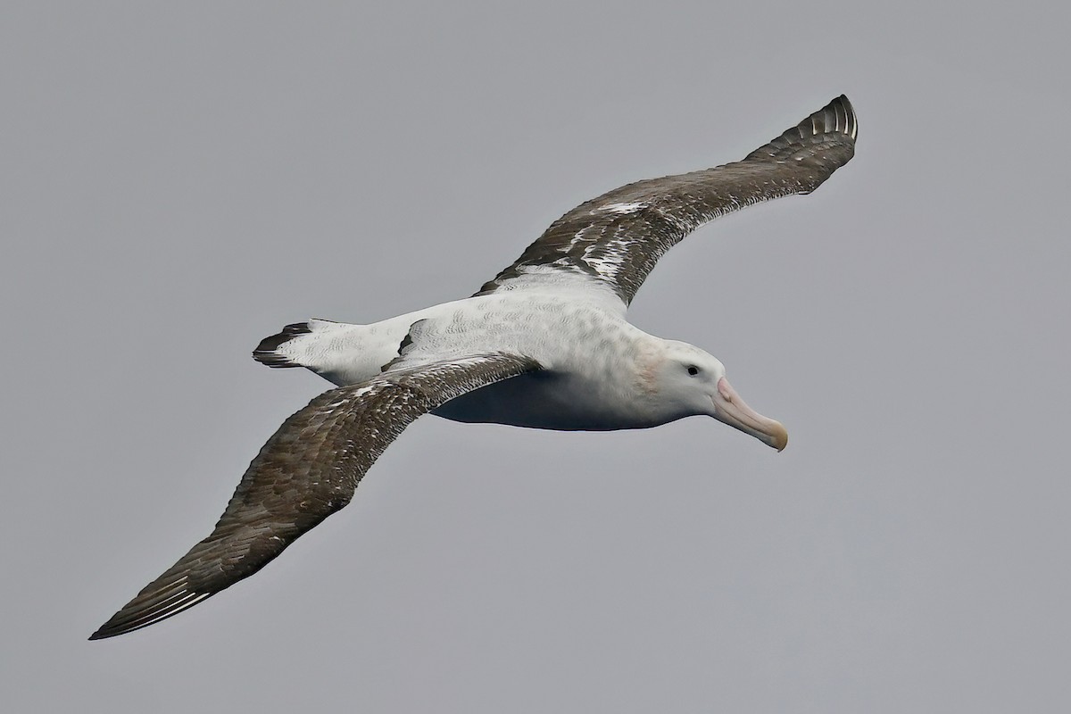 Snowy Albatross - ML616355372