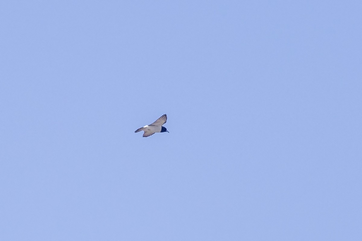 White-breasted Woodswallow - ML616355433