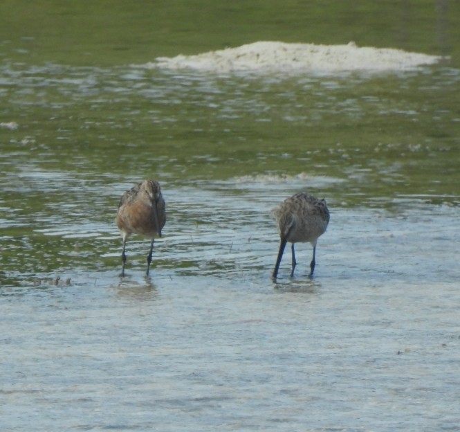Asian Dowitcher - ML616355498