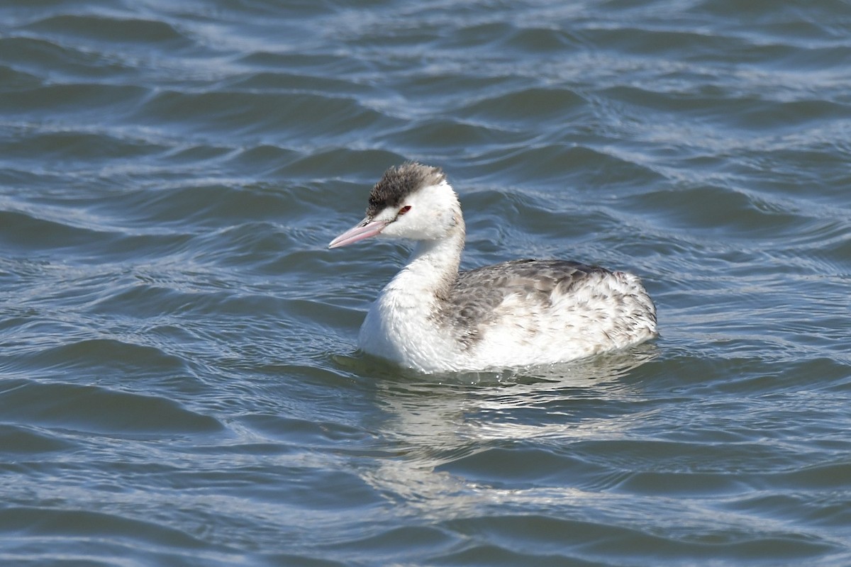 Great Crested Grebe - Wind K