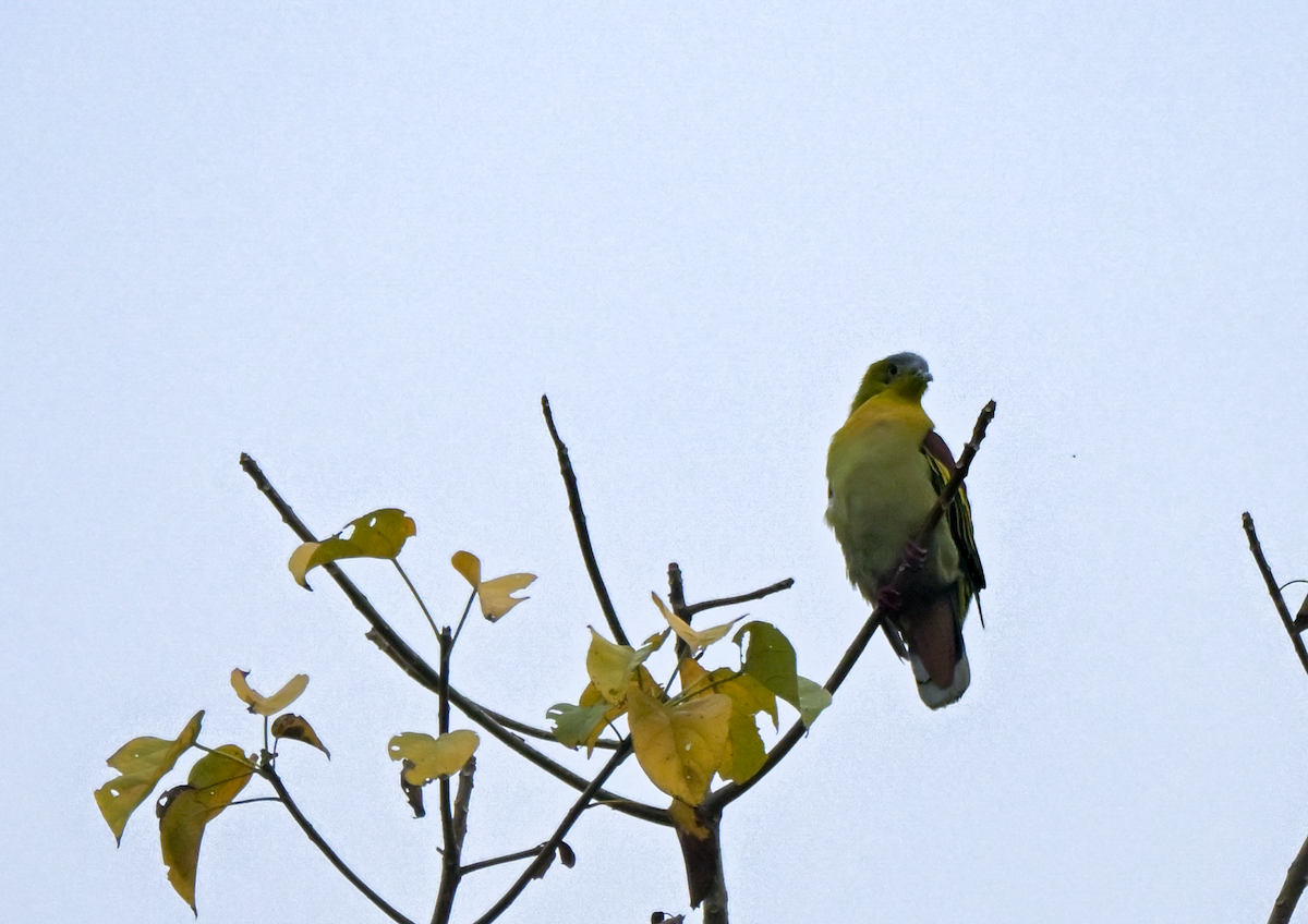 Ashy-headed Green-Pigeon - Mamta Munjal