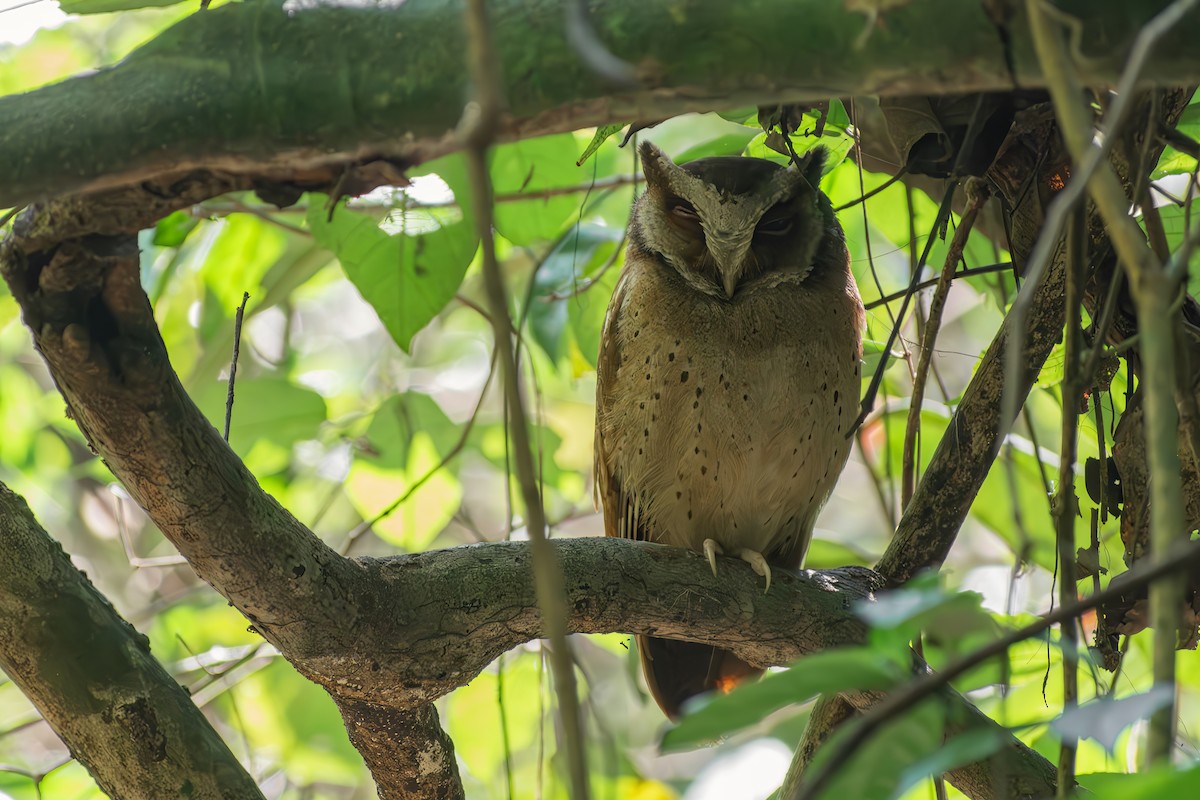 White-fronted Scops-Owl - ML616355532