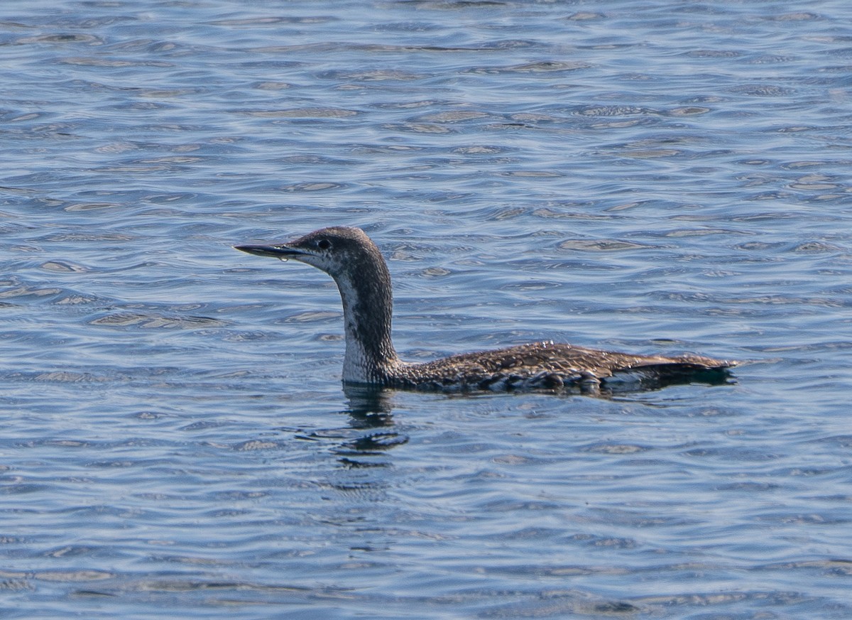 Red-throated Loon - ML616355761