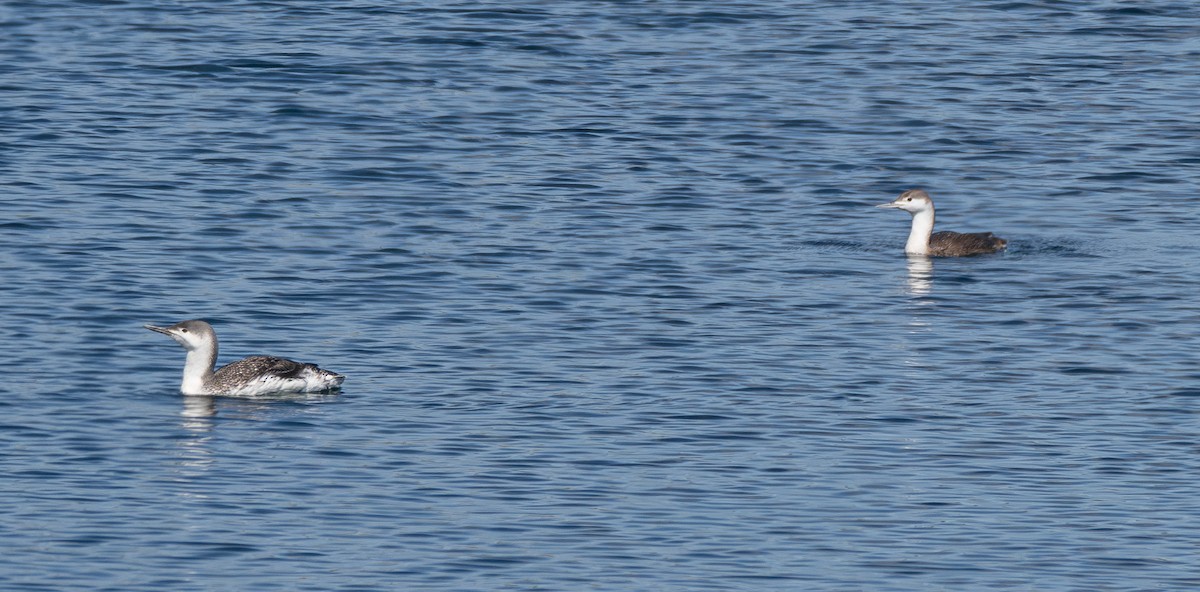 Red-throated Loon - ML616355766