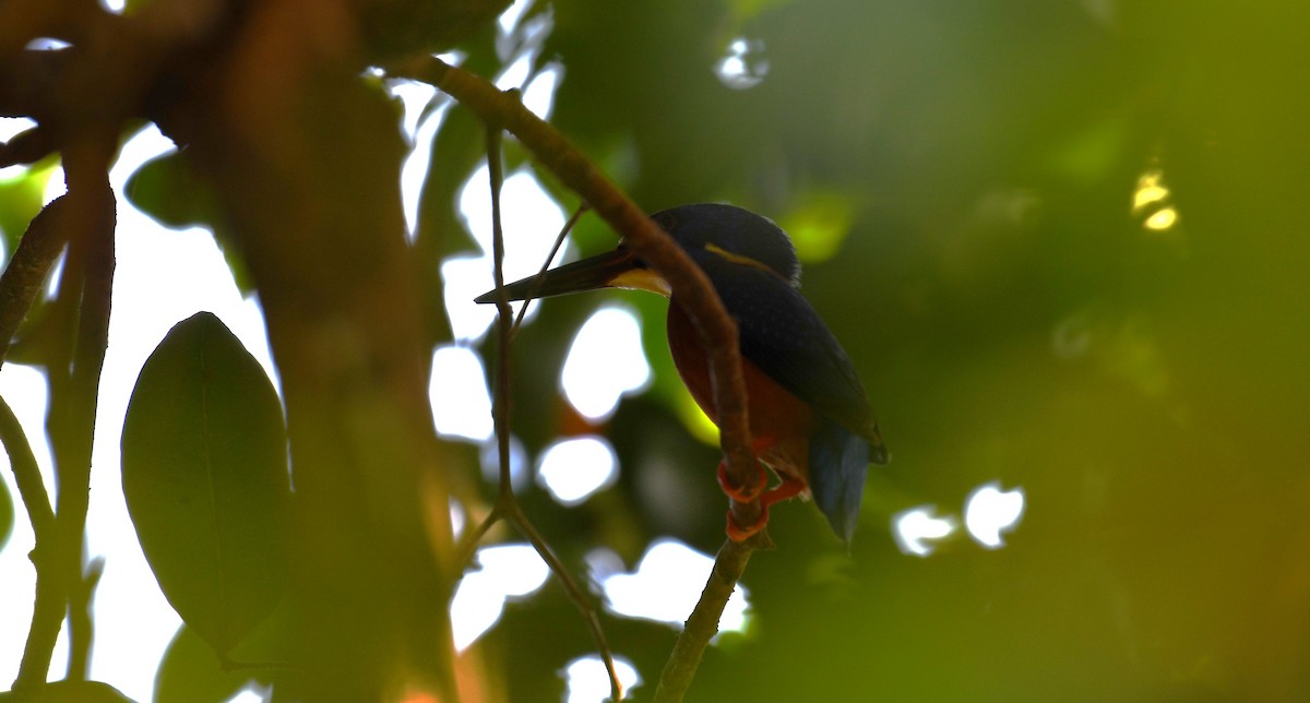 Blue-eared Kingfisher - ML616355800