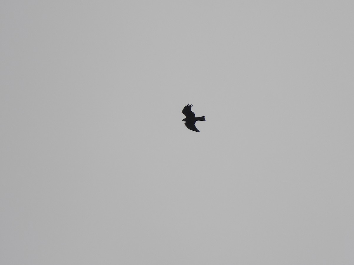 Black Kite - David Dedenczuk