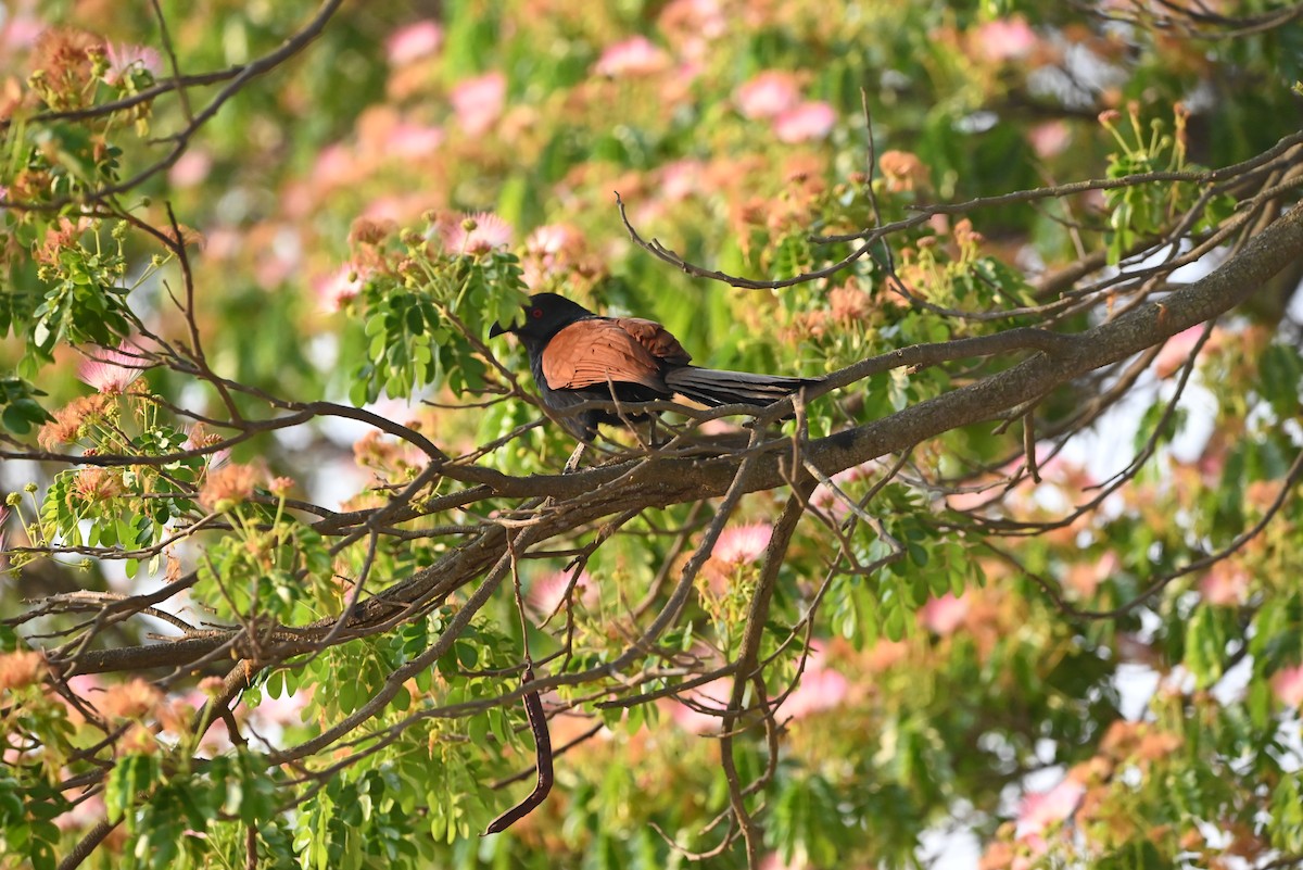 Greater Coucal - ML616355858