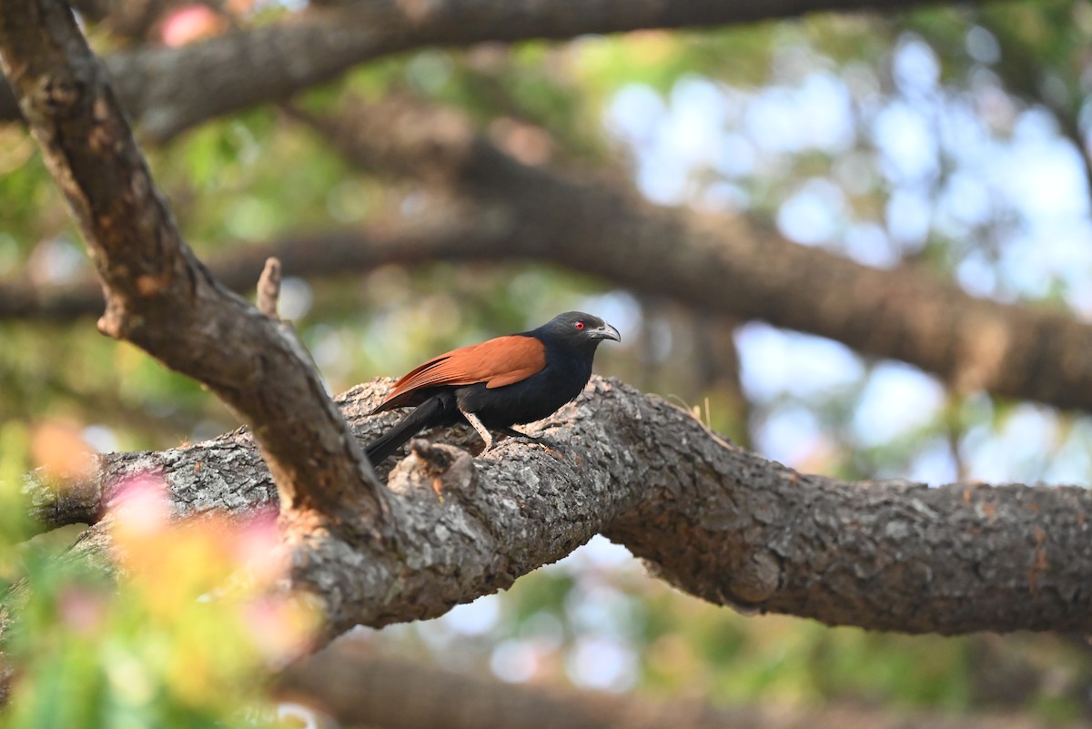 Greater Coucal - ML616355860