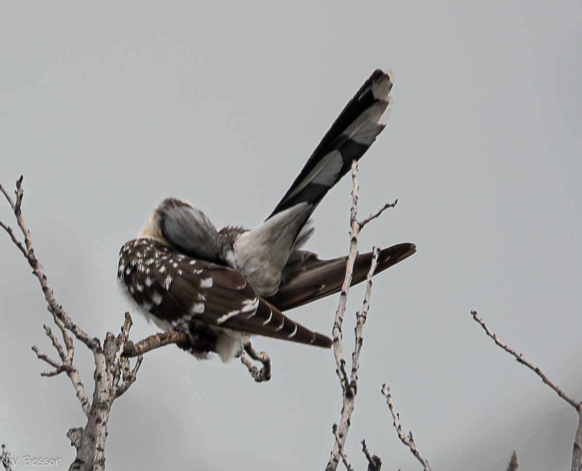 Great Spotted Cuckoo - ML616355909