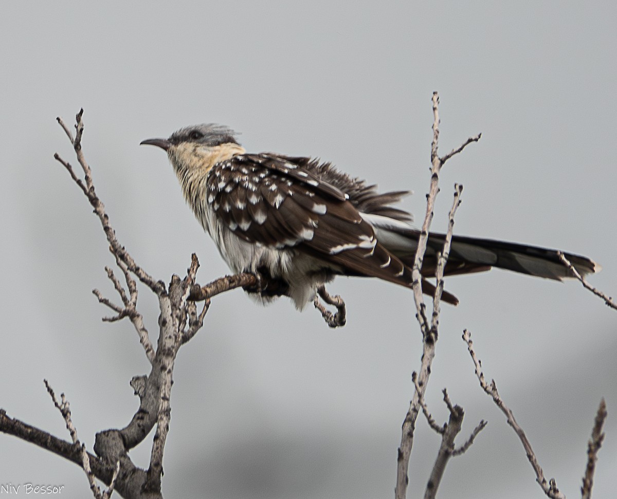 Great Spotted Cuckoo - ML616355910