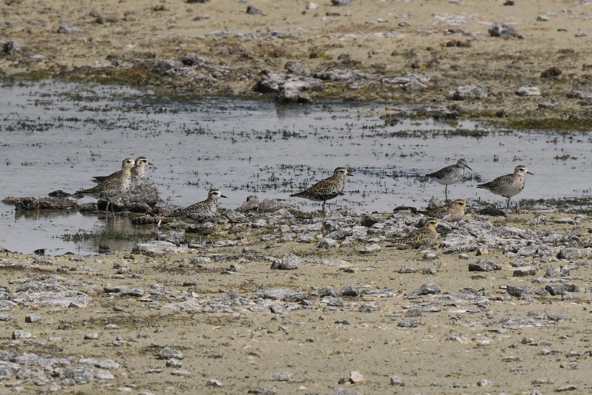 Pacific Golden-Plover - Timothy Lloyd