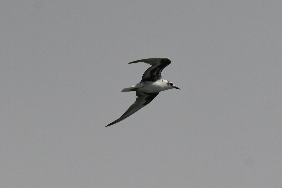 White-winged Tern - ML616356024