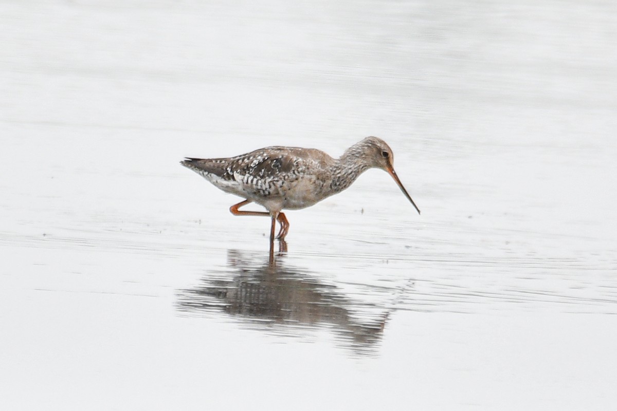 Spotted Redshank - ML616356040