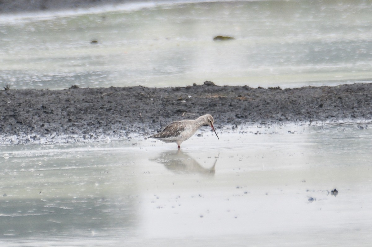 Spotted Redshank - ML616356041