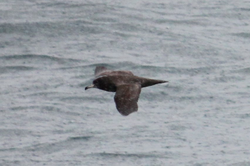 Flesh-footed Shearwater - ML616356071