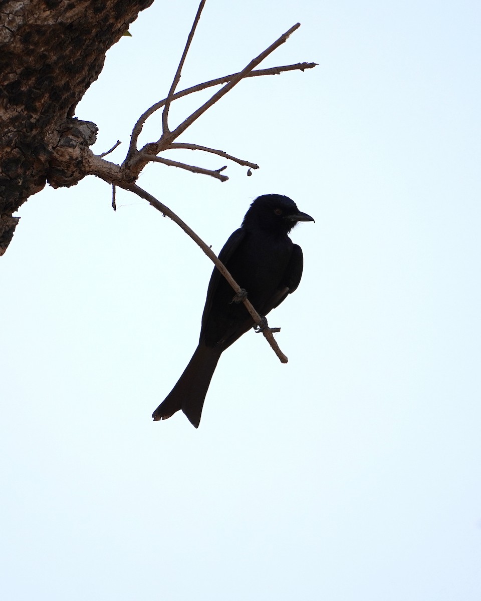 Fork-tailed Drongo - ML616356141
