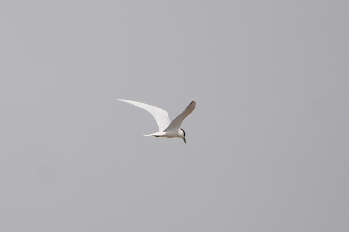 Gull-billed Tern - ML616356166