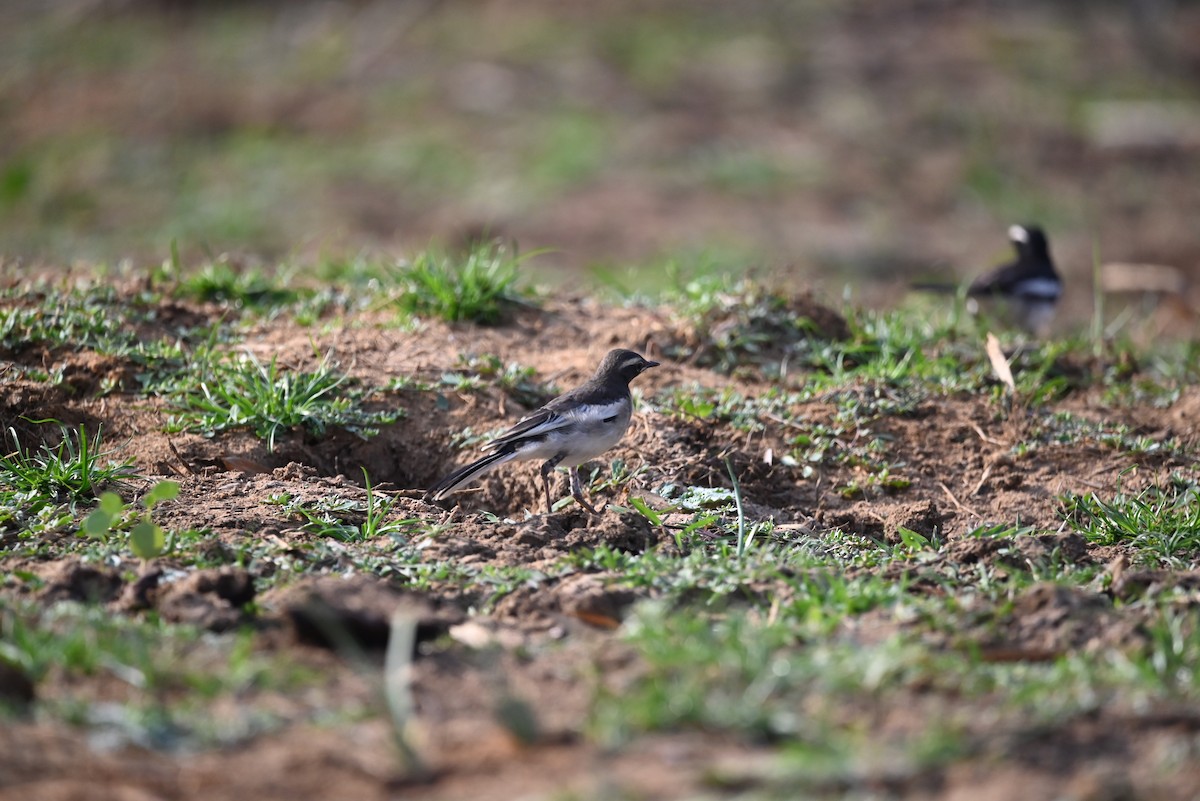White-browed Wagtail - ML616356190