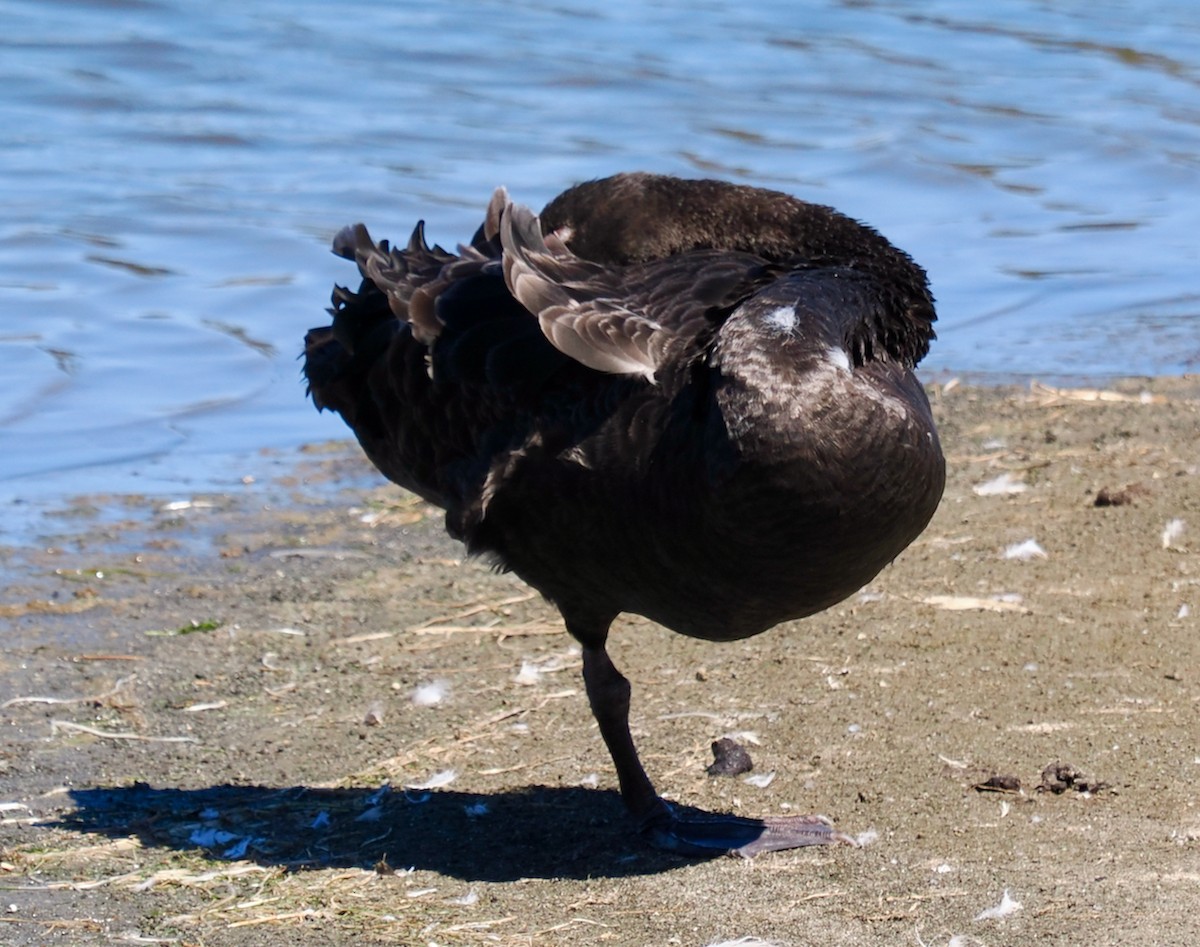 Black Swan - ML616356232