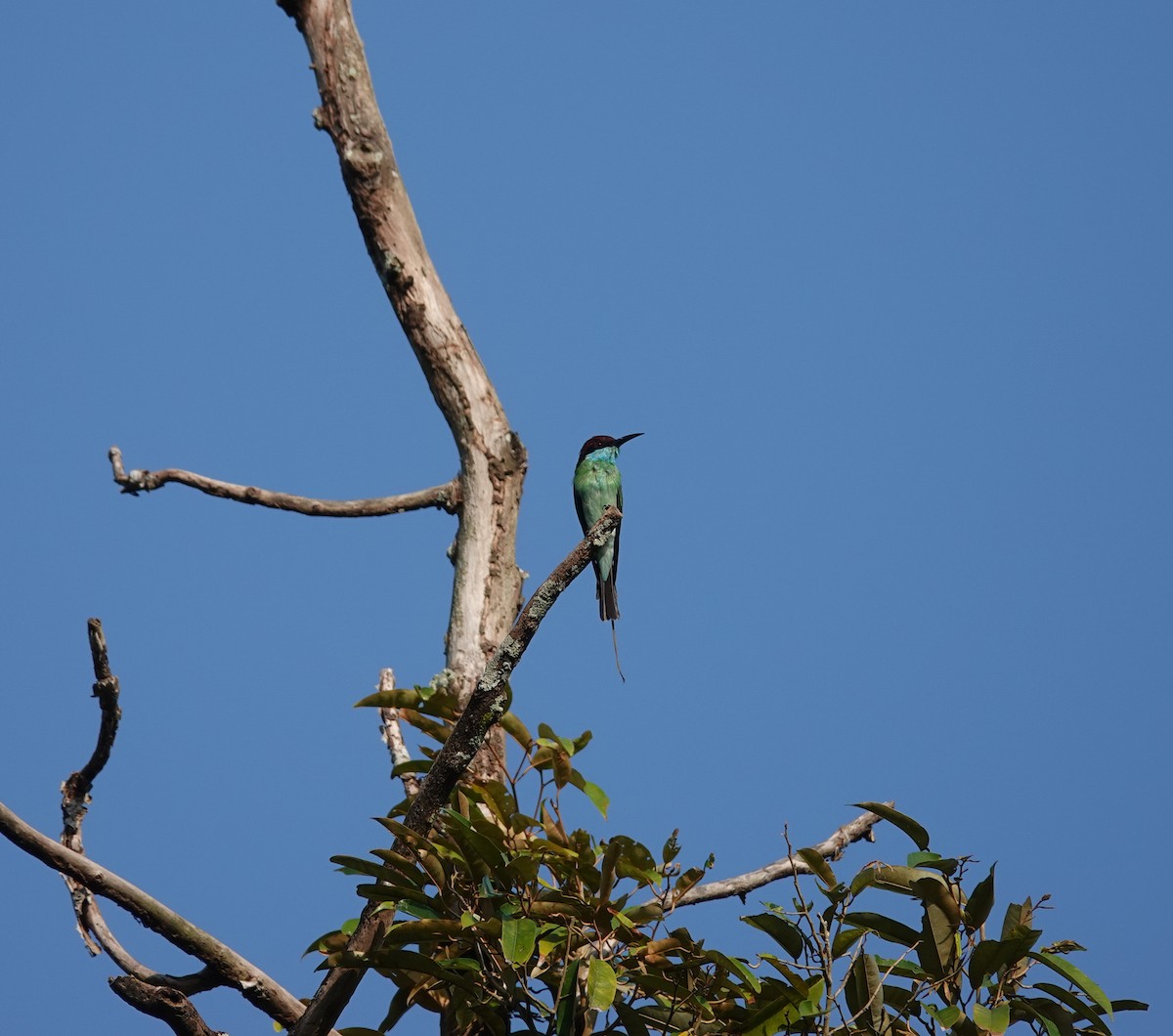 Blue-throated Bee-eater - ML616356276