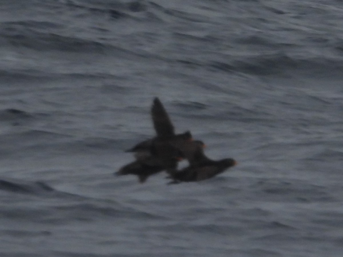Crested Auklet - ML616356278