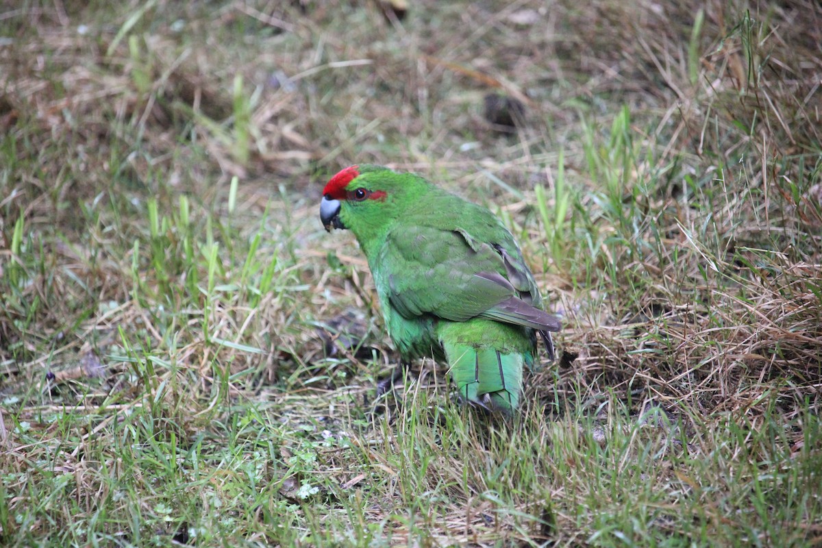 Red-crowned Parakeet - ML616356294