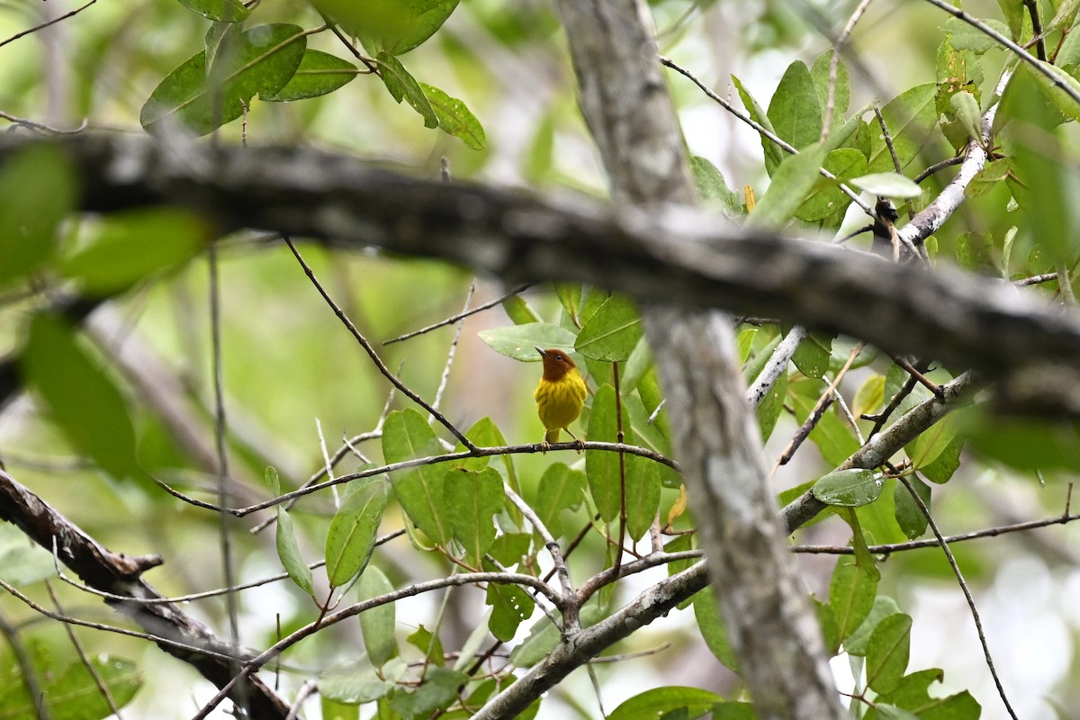 Yellow Warbler (Mangrove) - Anonymous