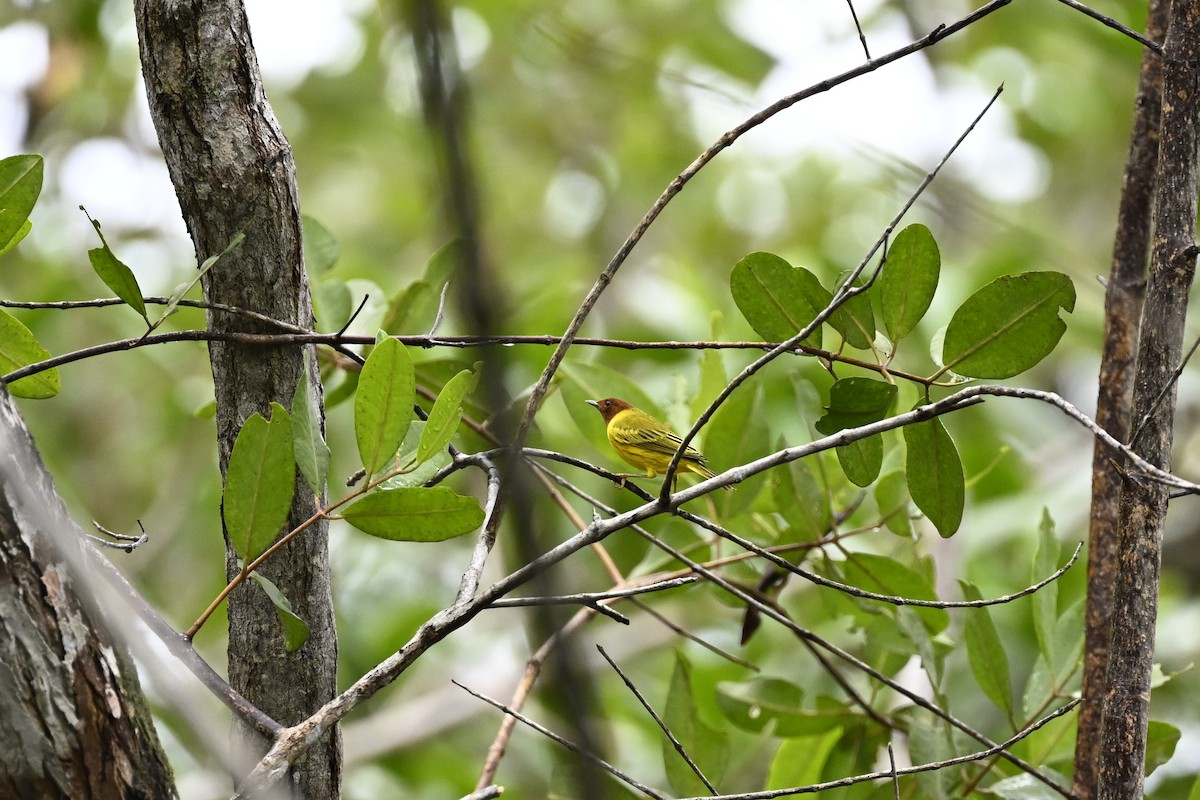 Yellow Warbler (Mangrove) - ML616356301