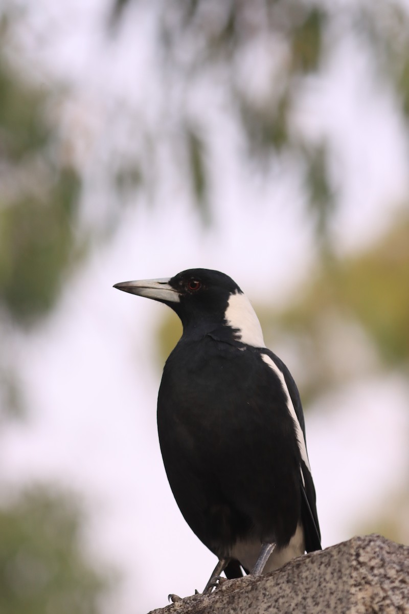 Australian Magpie (Black-backed) - ML616356318