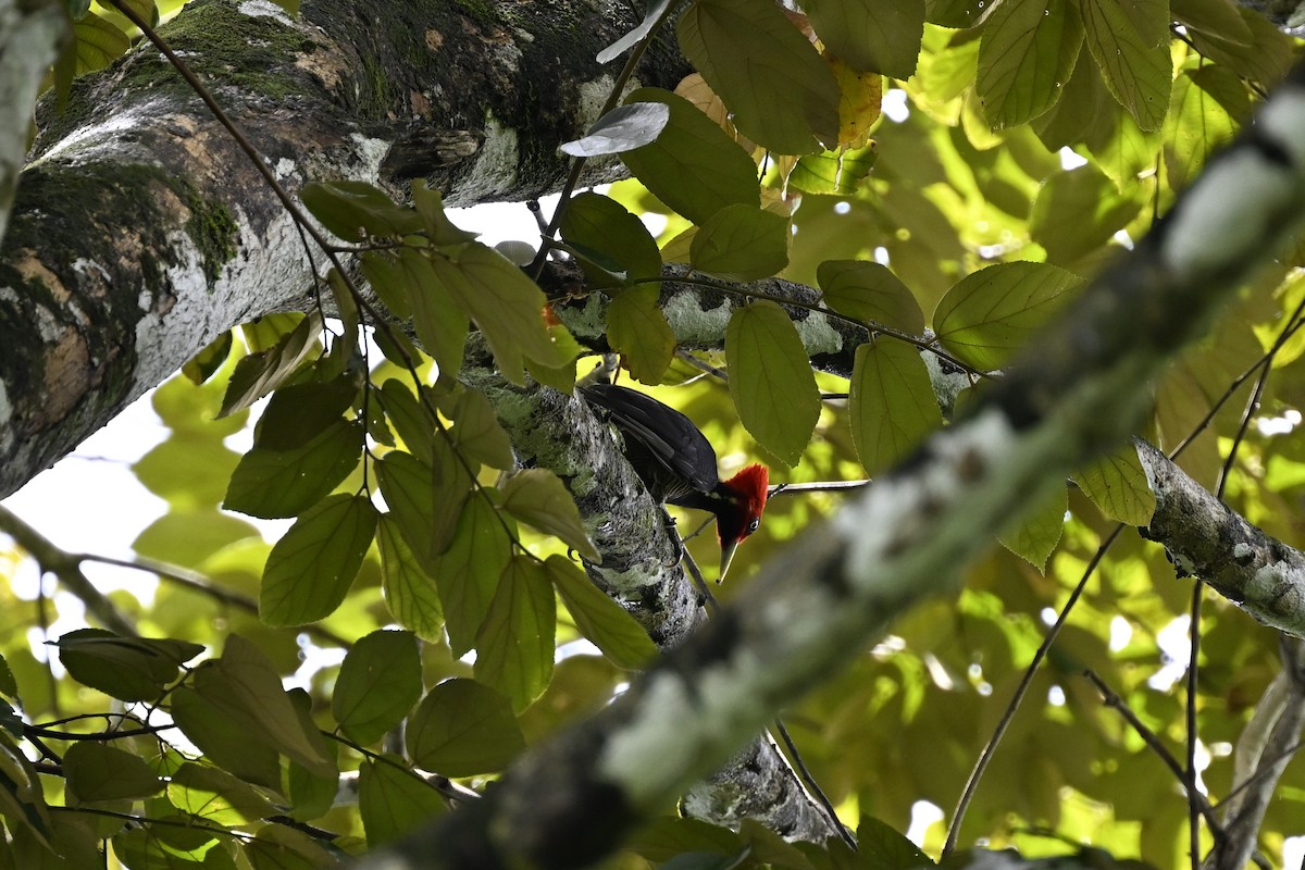 Pale-billed Woodpecker - Anonymous