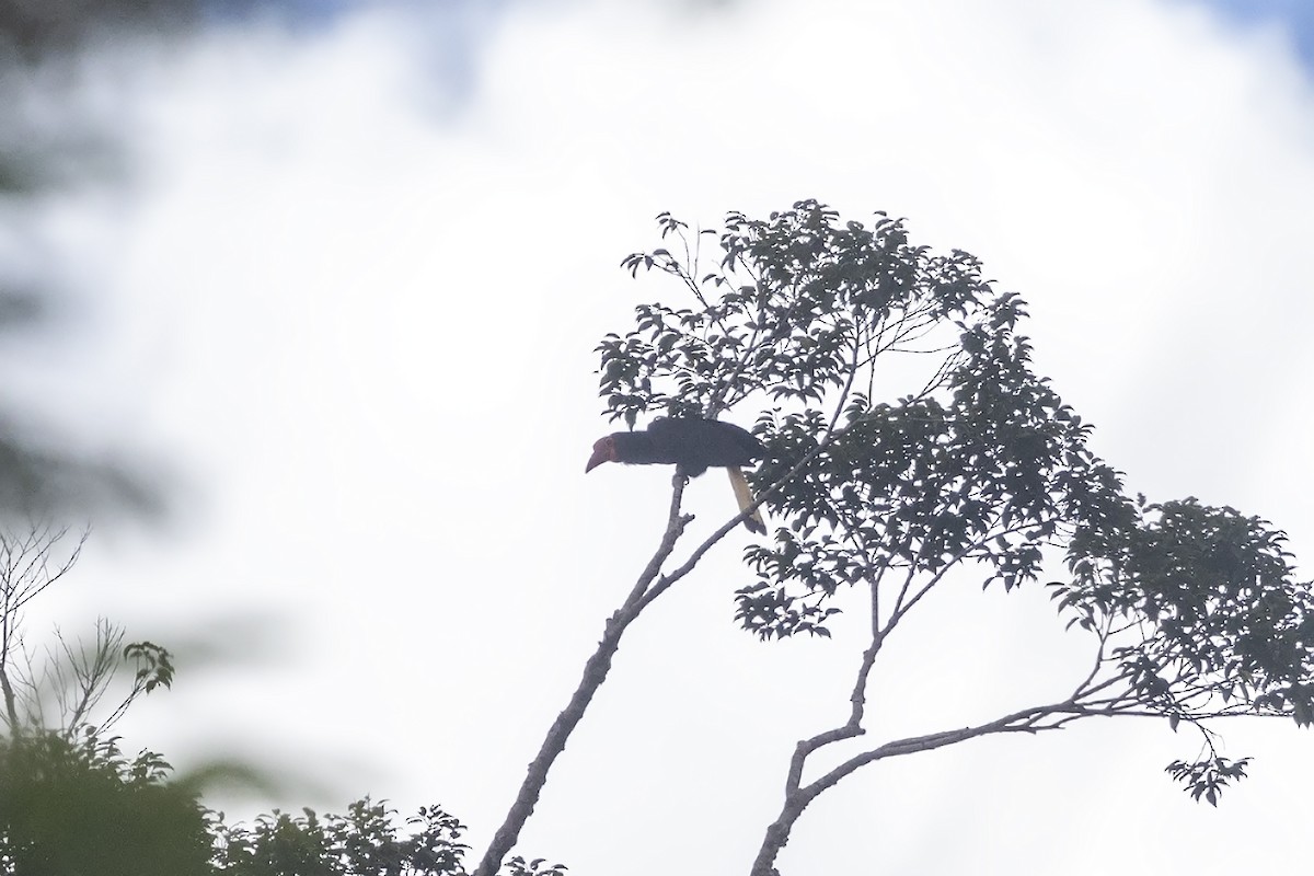 Writhed Hornbill - ML616356403