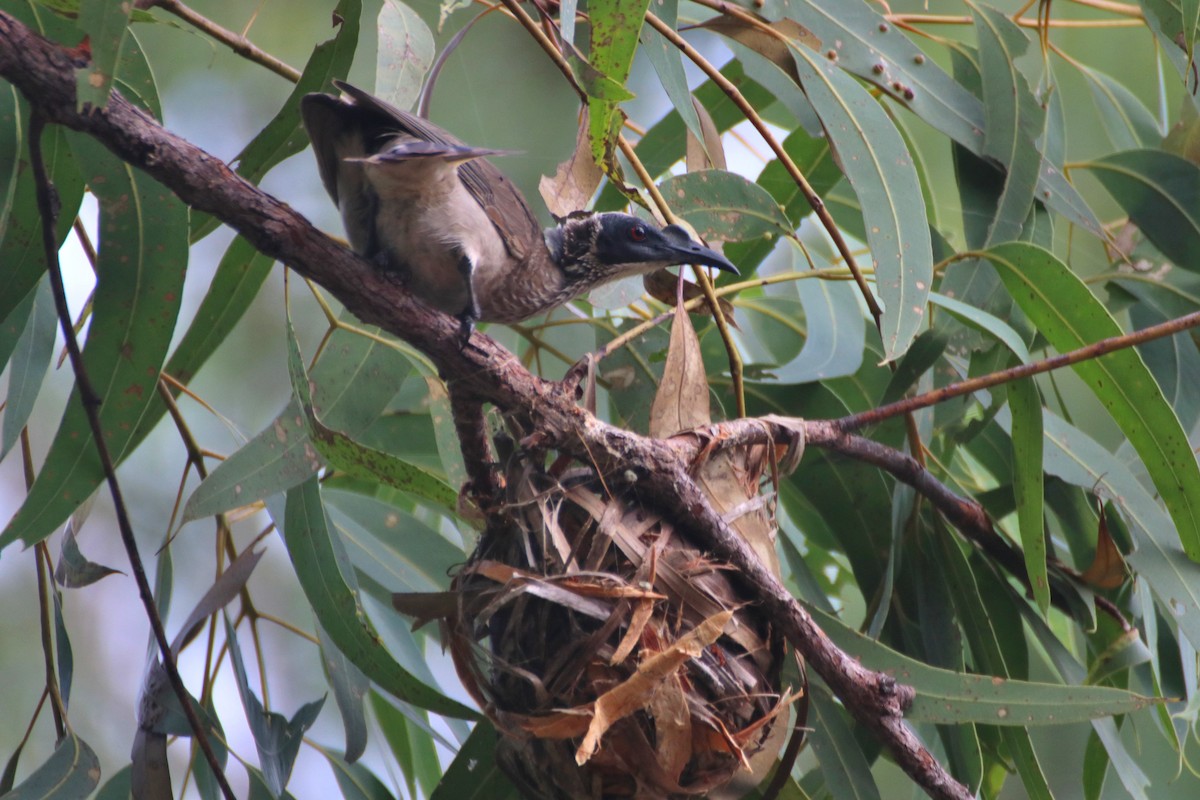 Silver-crowned Friarbird - ML616356480