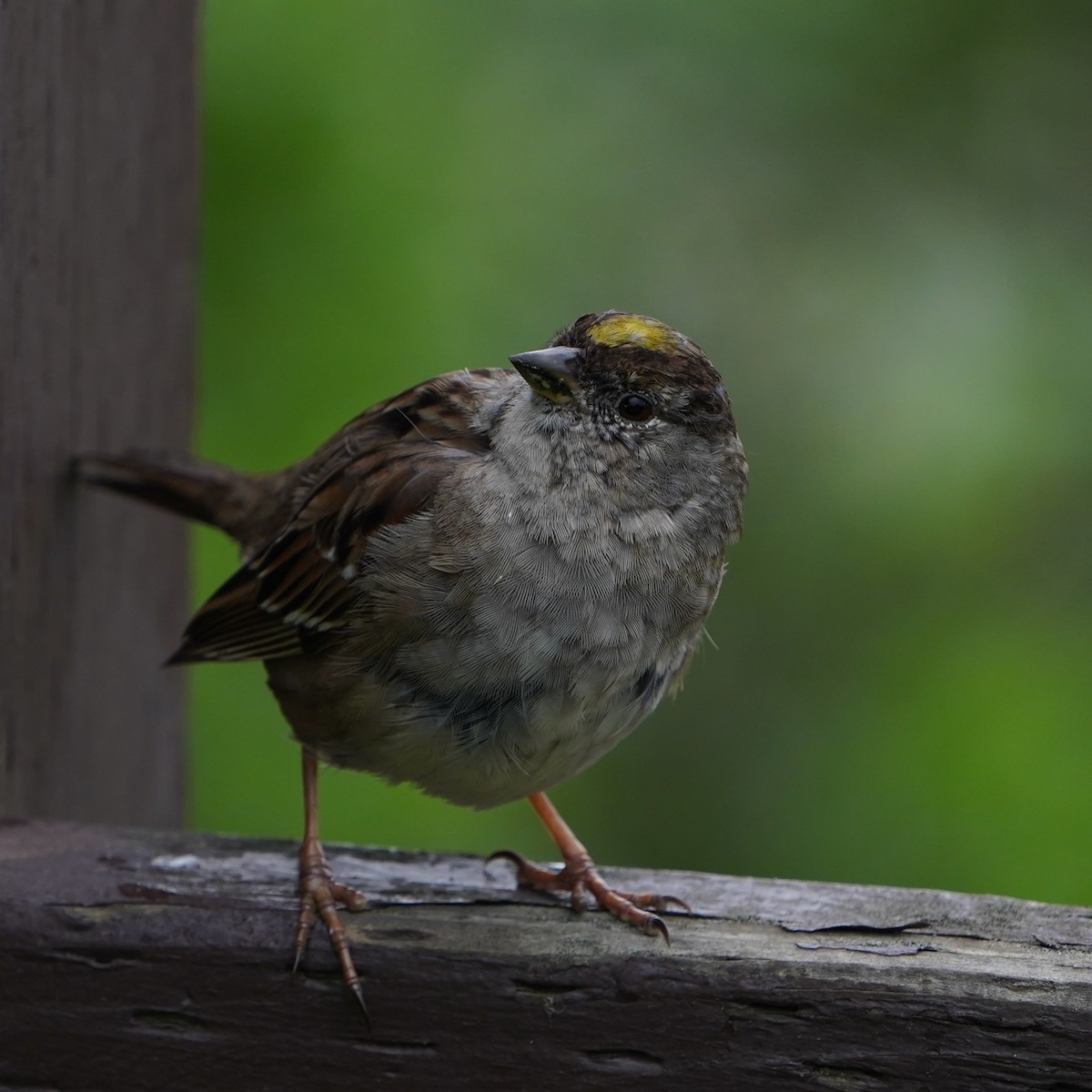 Golden-crowned Sparrow - ML616356486