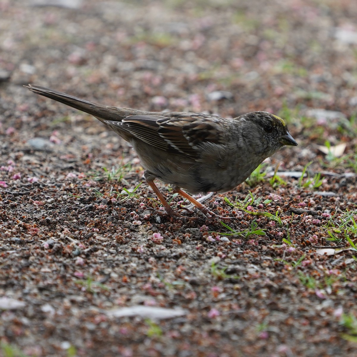 Golden-crowned Sparrow - ML616356487
