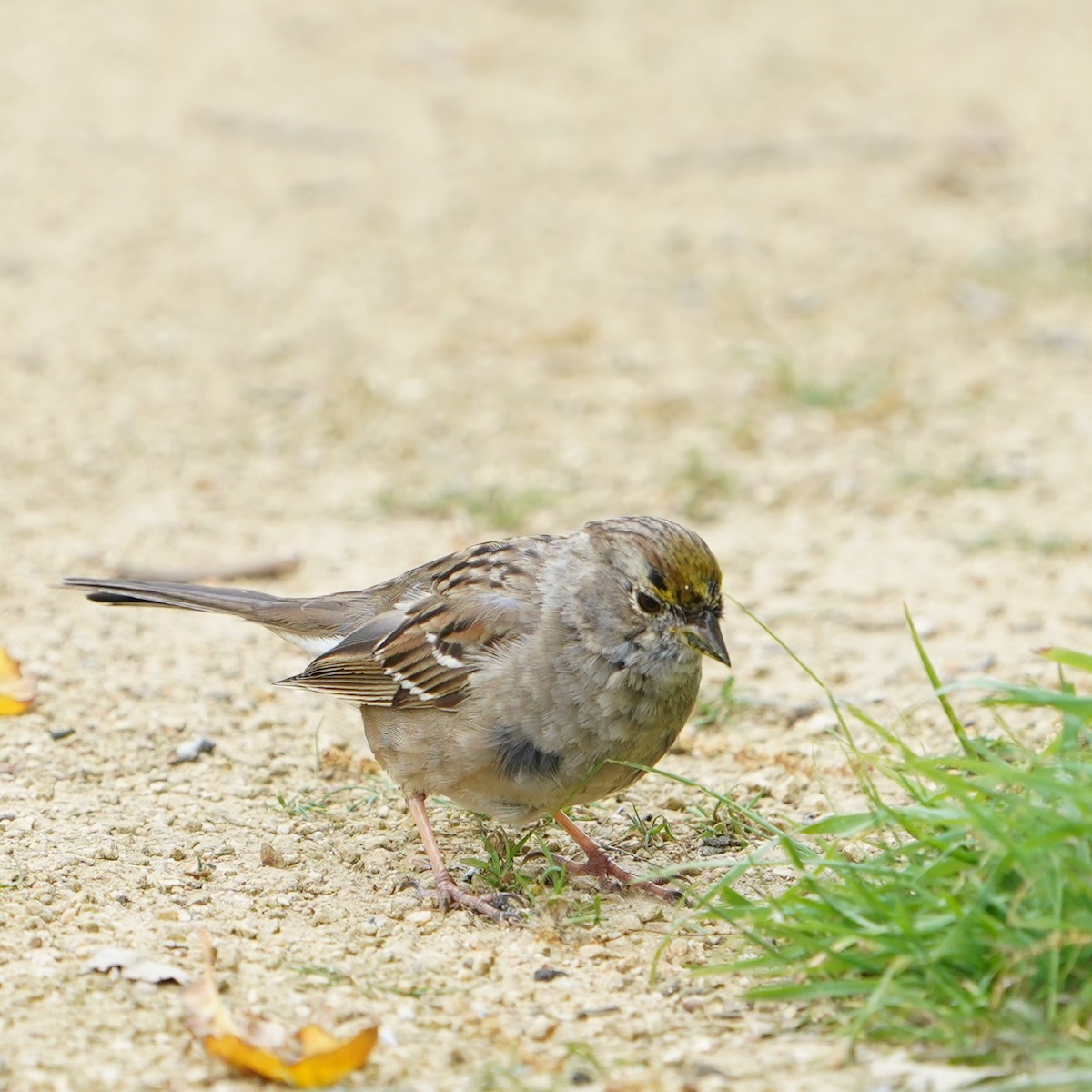 Golden-crowned Sparrow - ML616356489