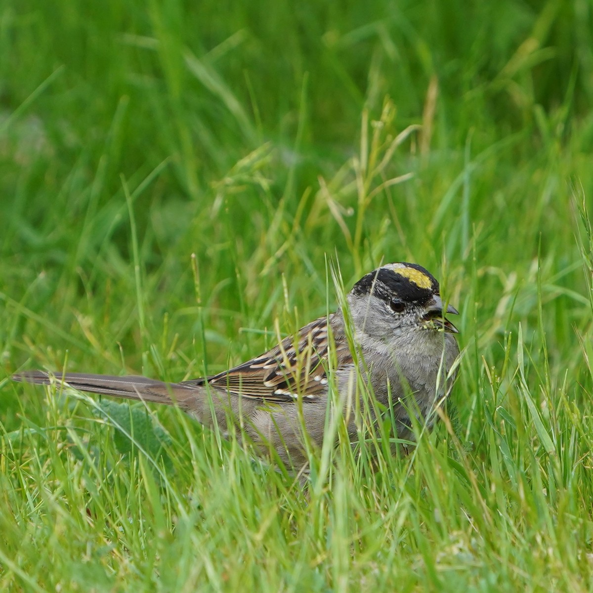 Golden-crowned Sparrow - ML616356490